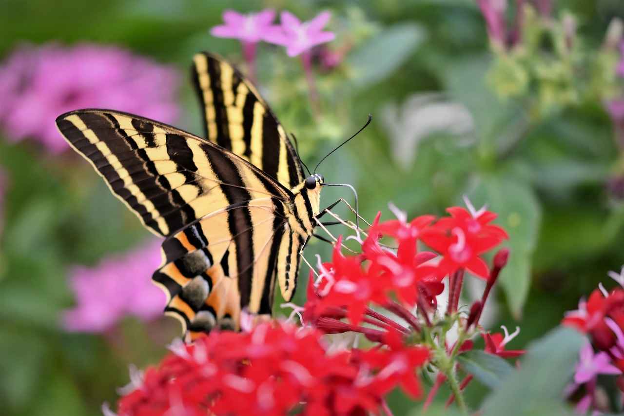 Danimarka Aile Birleşimi Vizesi: Eşinizle Birleşmek İçin Adımlar 1 Aile Birleşimi Vizesi Nedir?
