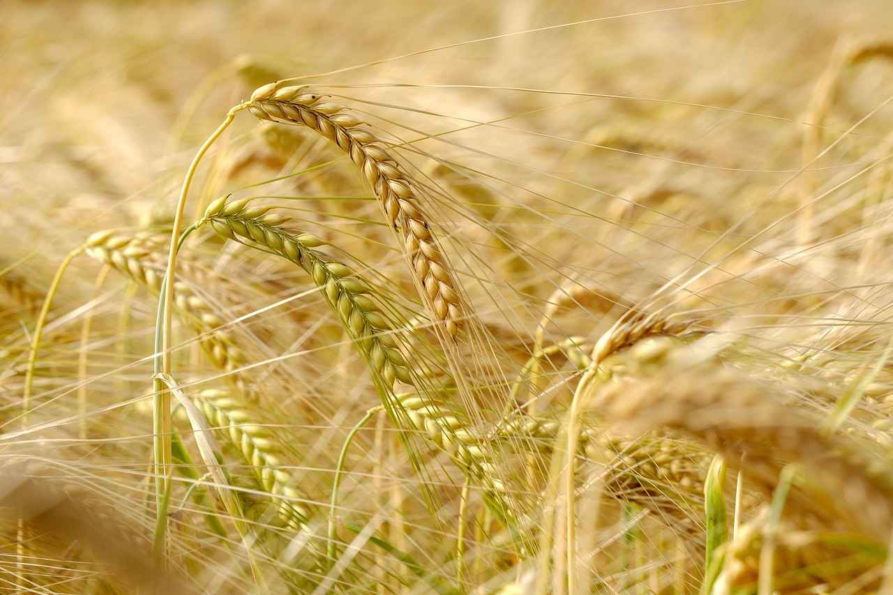 Sürdürülebilirlik Hedefleri ve Politikaları