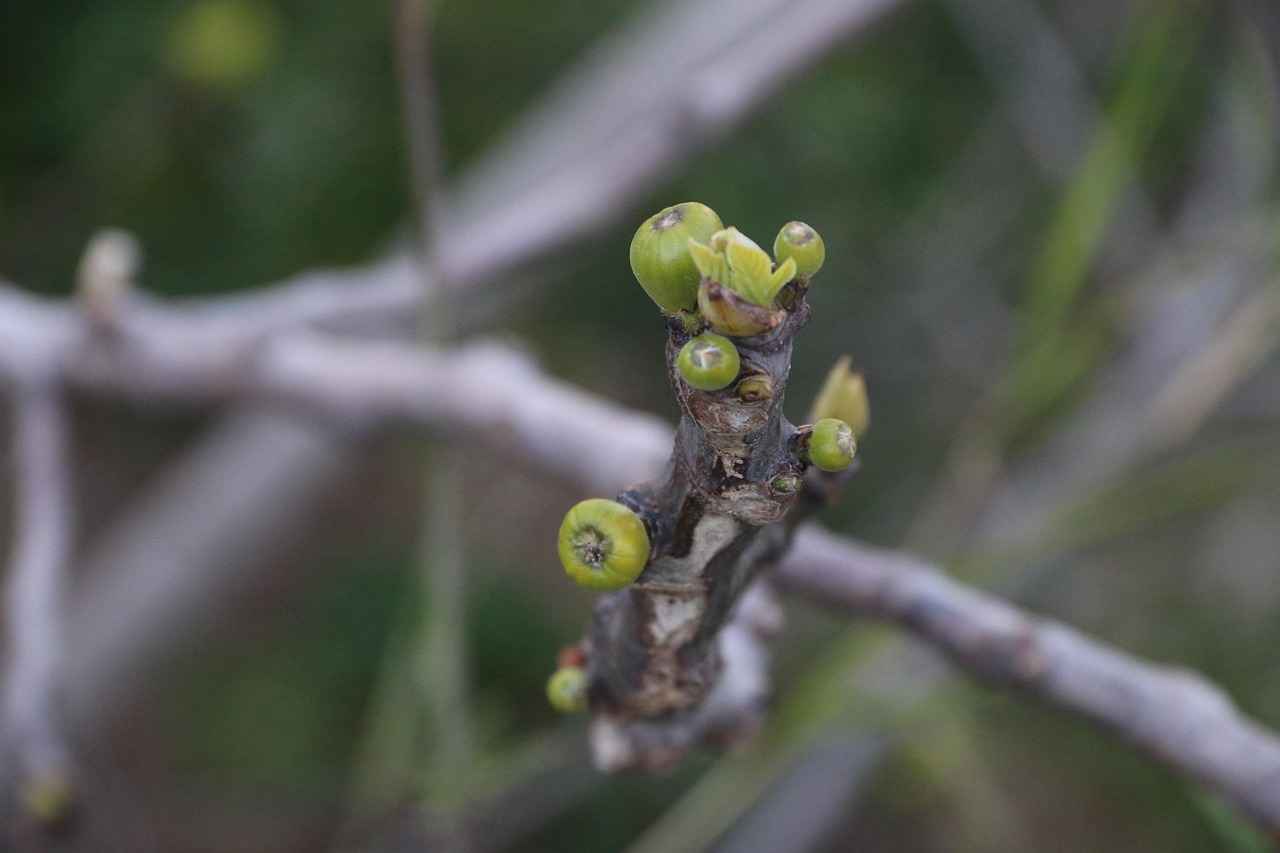 Yeşil Ekonomi ve Sürdürülebilirlik