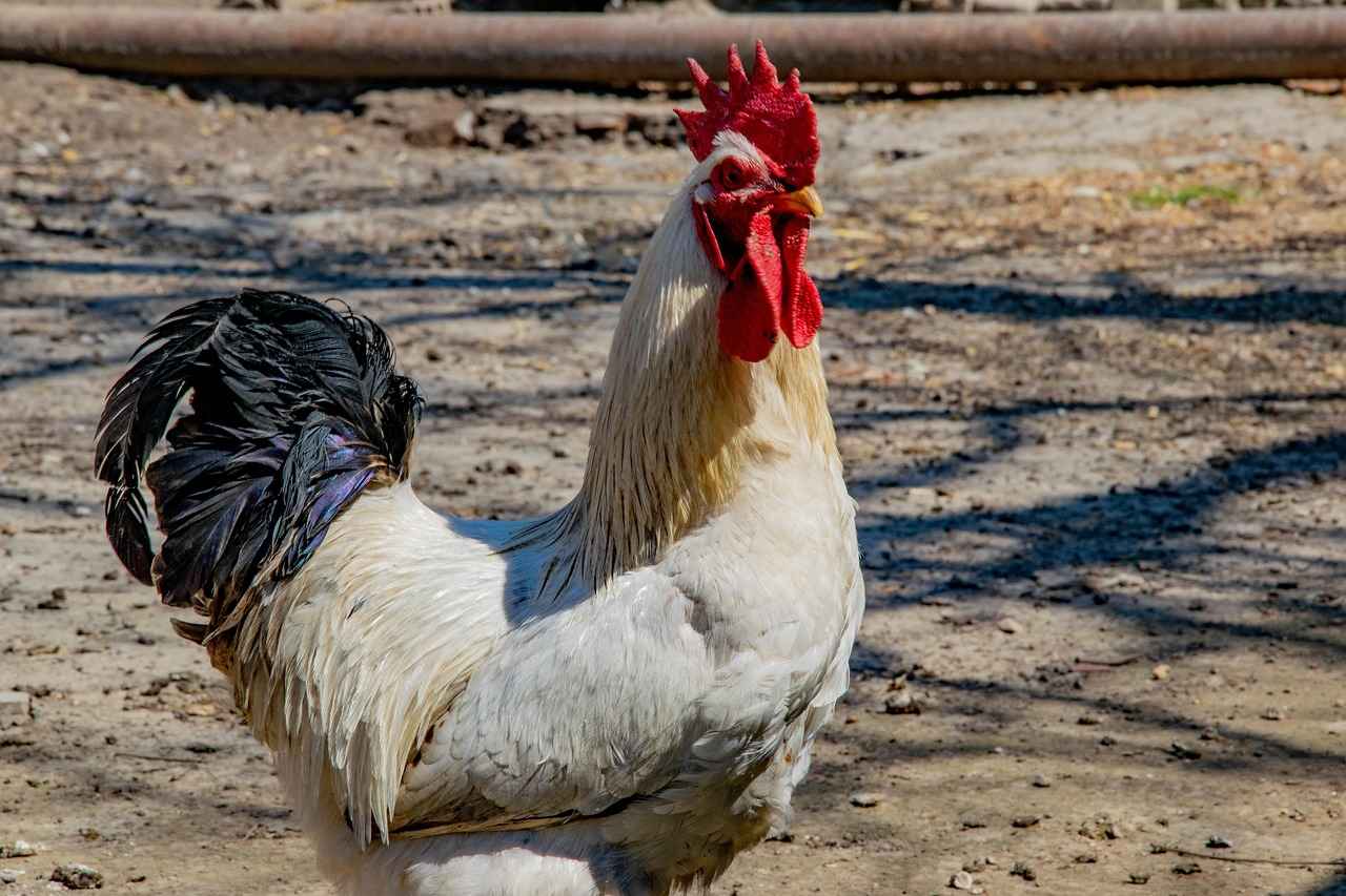 Danimarka Ekonomisinde Teknolojik Yenilikler ve Dijitalleşme Danimarka Ekonomisinde Teknolojik Yenilikler ve Dijitalleşme