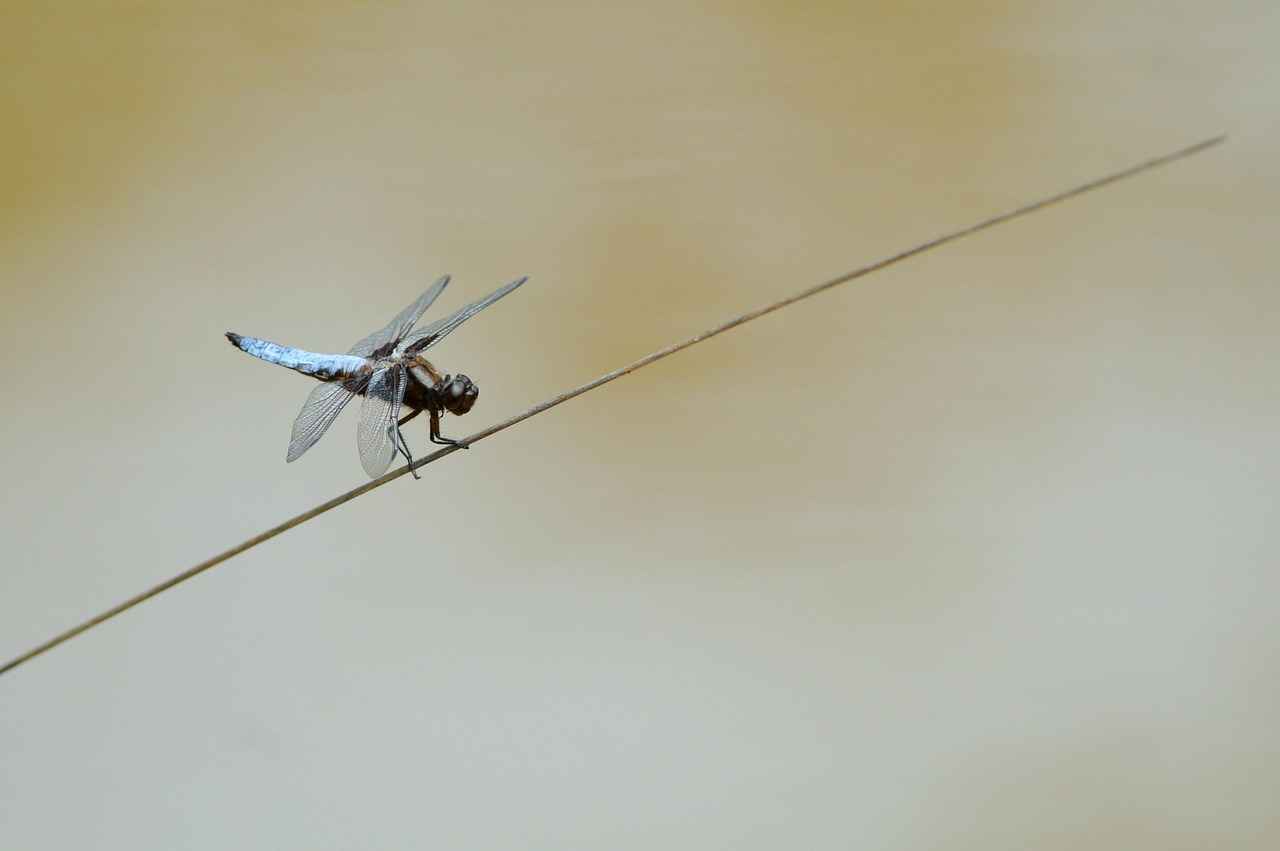 Danimarka Ekonomisinin Çalışma Hayatına Etkileri: İşveren ve Çalışan Perspektifi 1 Danimarka Ekonomisi ve İşgücü Piyasası