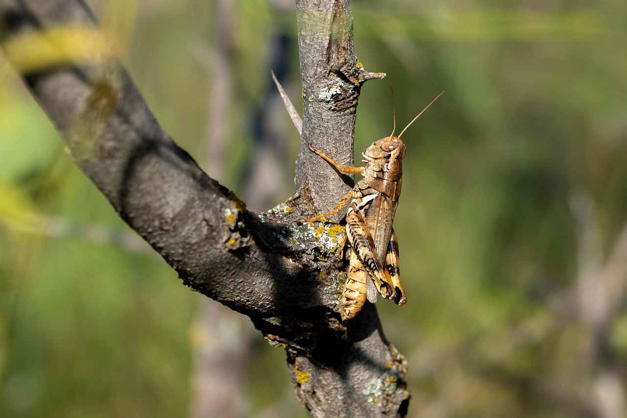 Danimarka Ekonomisinin Çalışma Hayatına Etkileri: İşveren ve Çalışan Perspektifi 3 Çalışan Hakları ve Sosyal Güvence