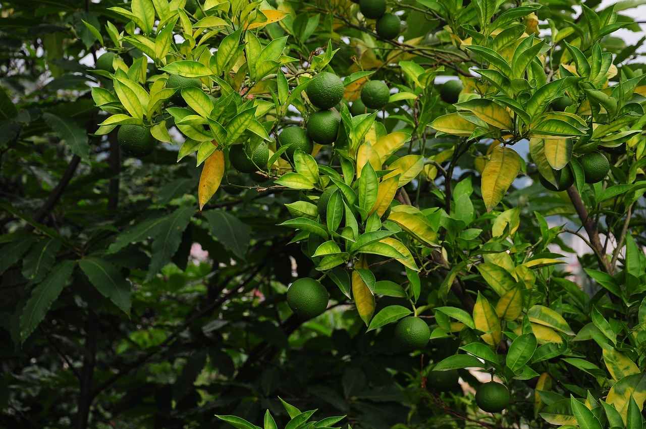 Danimarka Ekonomisinin Geleceği: Sürdürülebilirlik ve Yeşil Enerji 1 Sürdürülebilir Ekonomi Nedir?