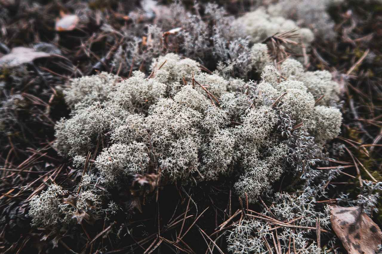 Danimarka Ekonomisinin Teknoloji Sektörüne Katkıları: Türk Firmaları İçin Potansiyel Fırsatlar 3 Sürdürülebilirlik ve Yenilikçilik