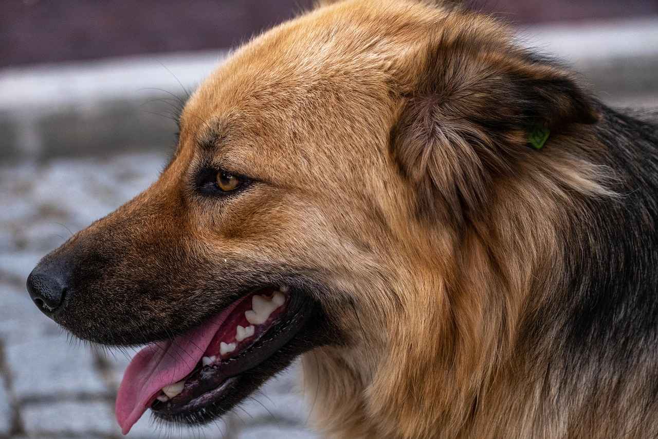 Danimarka Mutfağı ve Yerel Lezzetler