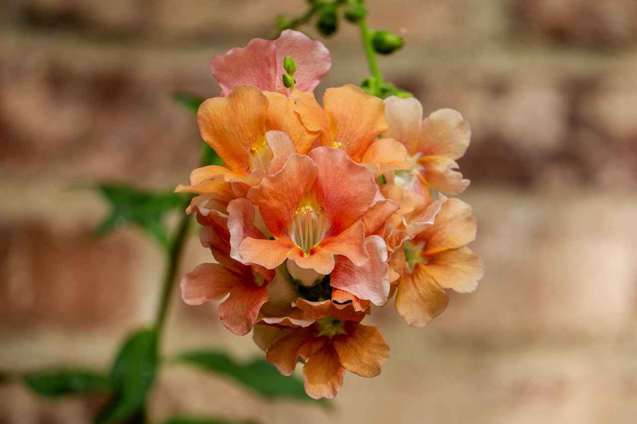 Vize Reddi Durumunda Psikolojik Etkiler