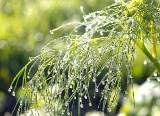 Danimarka Vizesi Başvurusu İçin Yabancı Dil Belgesi Gereksinimleri Danimarka Vizesi Başvurusu İçin Yabancı Dil Belgesi Gereksinimleri