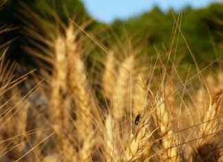 Danimarka Vizesi İçin Gerekli Olan İkamet Belgesi ve Finansal Durum Danimarka Vizesi İçin Gerekli Olan İkamet Belgesi ve Finansal Durum