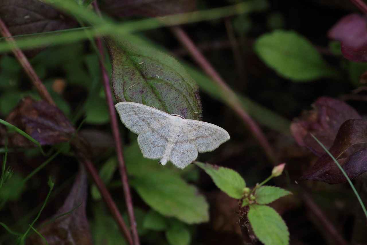 4. Gün: Doğa ile İç İçe: Mols Bjerge Ulusal Parkı
