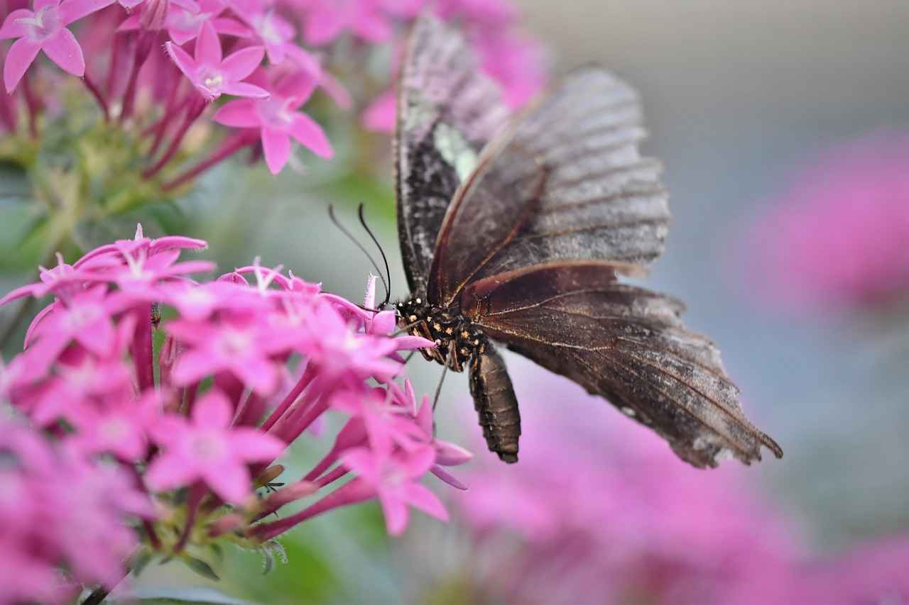 Kiralanabilir Tatil Evleri