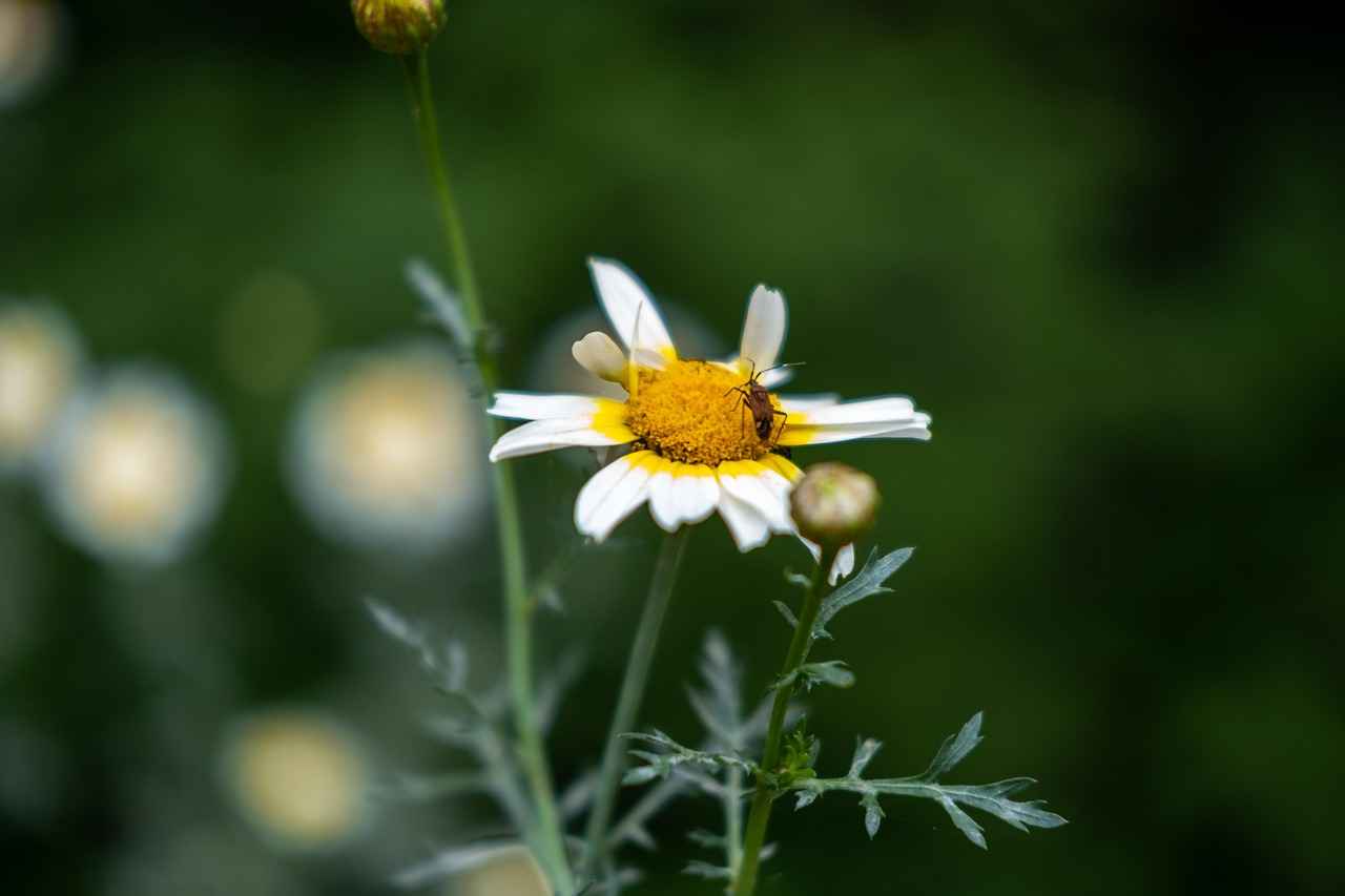 Danimarka’da Bahar Tatili: Çiçekler ve Doğanın Uyanışı 4 Bahar Tatilinde Yapılacak Aktiviteler