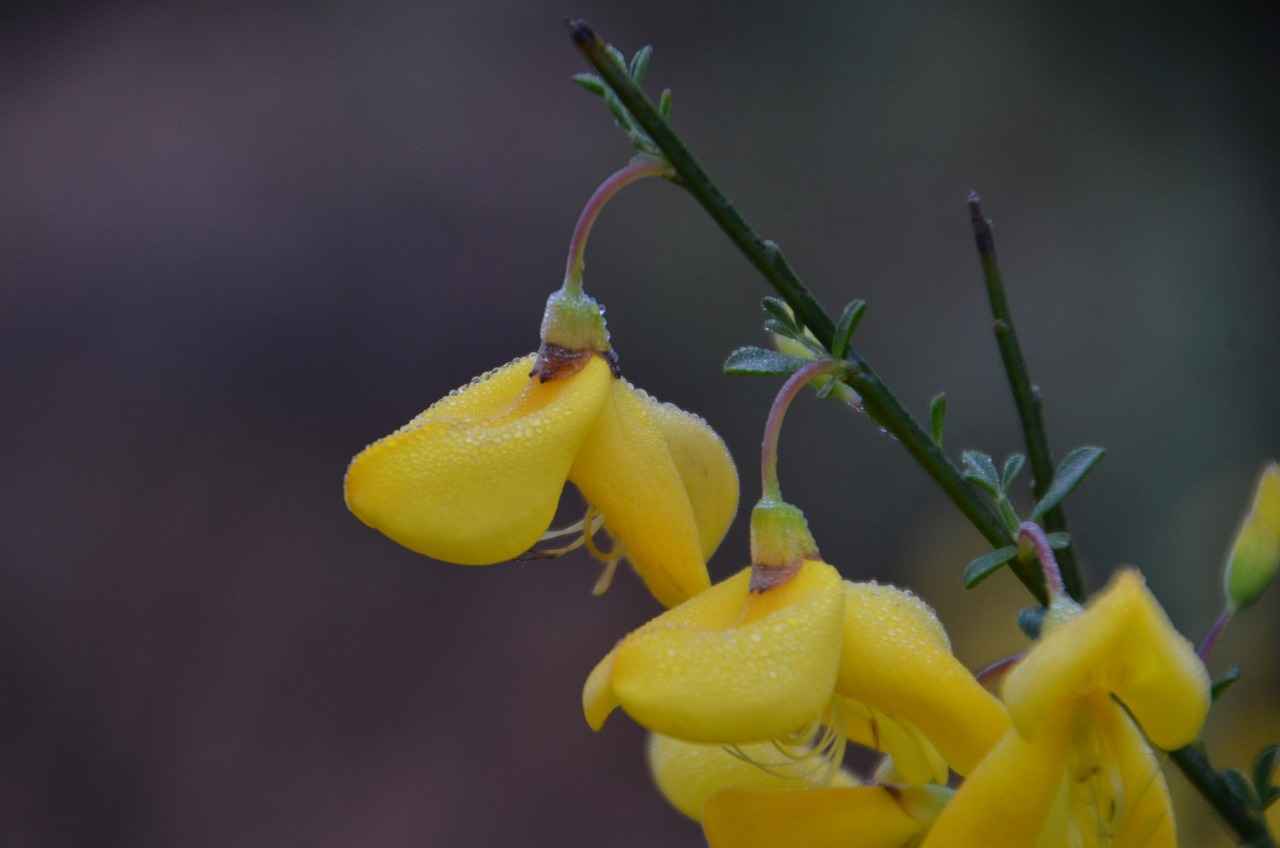 Danimarka’da Bahar Tatili: Çiçekler ve Doğanın Uyanışı 2 Danimarka’nın Bahar Festivalleri
