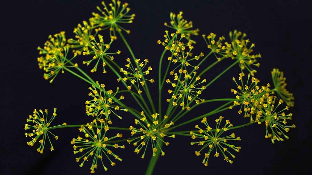 Danimarka’da Eğitim Alırken Dil Öğrenme Stratejileri 5 Sonuç ve Öneriler