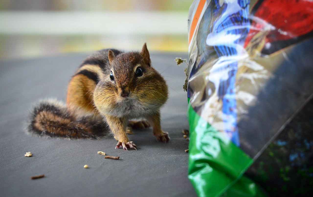 Danimarka'da Eğitim Almanın Geleceği