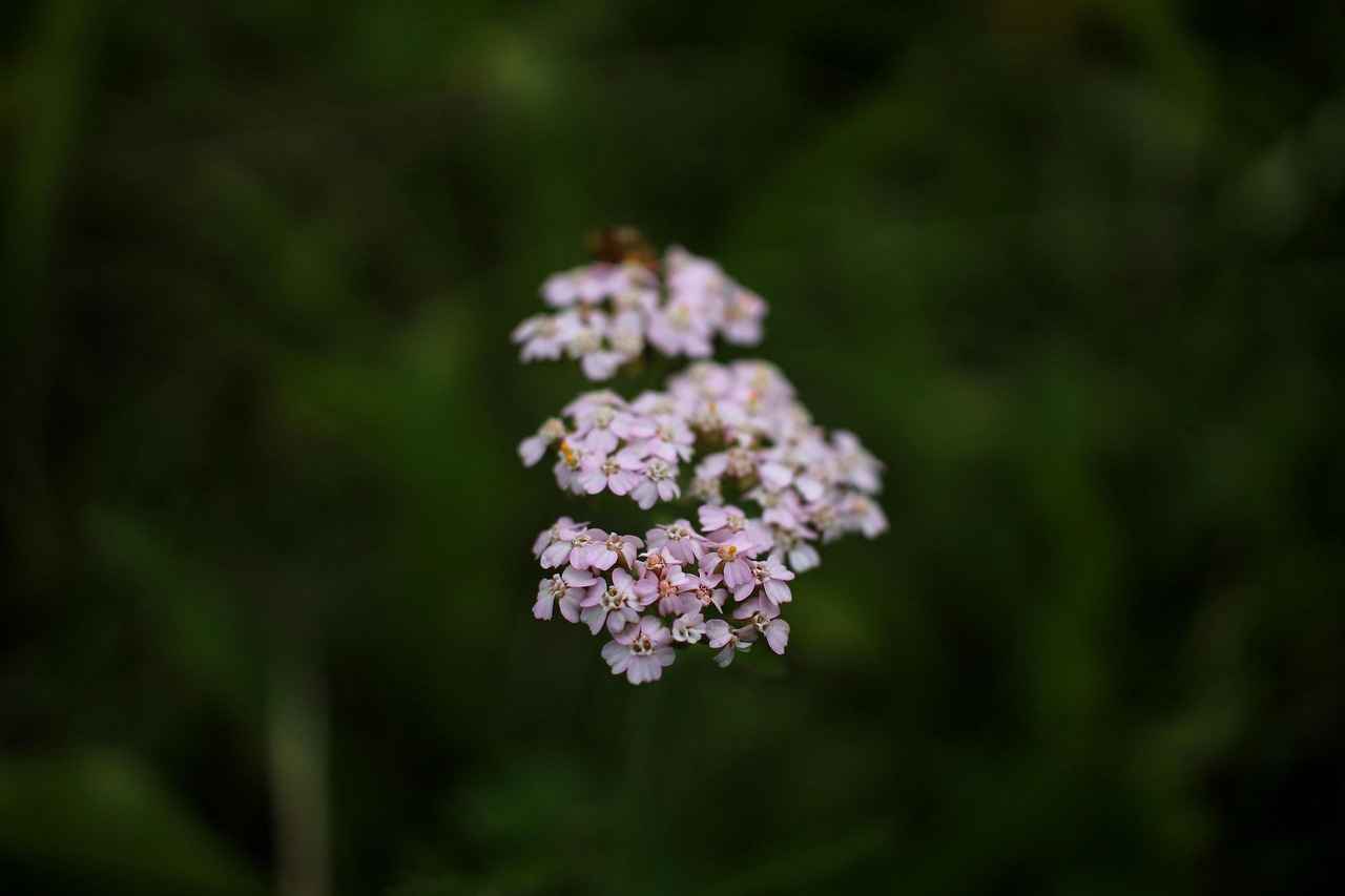 Danimarka’da Eğitimde En Çok Tercih Edilen Alanlar 4 4. Sosyal Bilimler