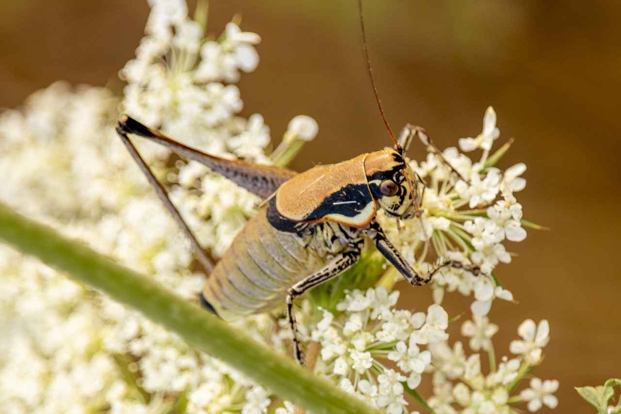 Danimarka’da Eğitimde En Çok Tercih Edilen Alanlar 6 6. Eğitim Bilimleri