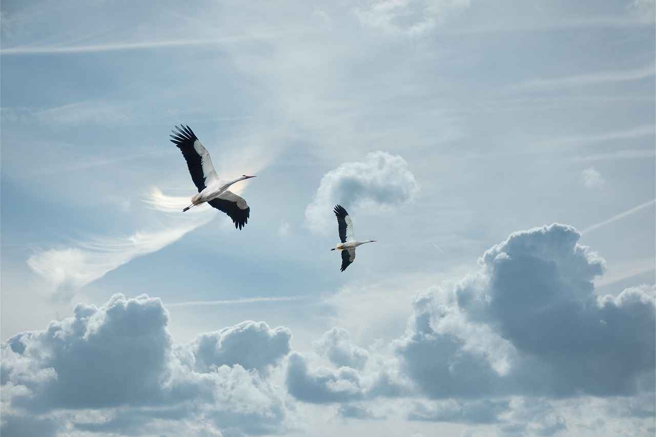 Danimarka'da Aile Aktiviteleri