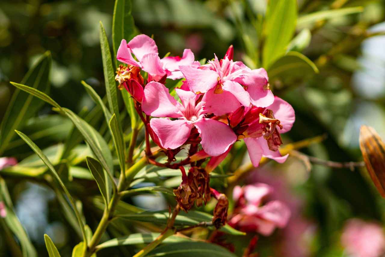 Deniz Kenarı Bahçeleri