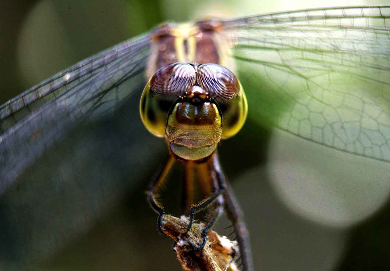Danimarka’da Evlilik ve Aile: Yasal Süreçler ve Rehber Danimarka'da Evlilik ve Aile: Yasal Süreçler ve Rehber