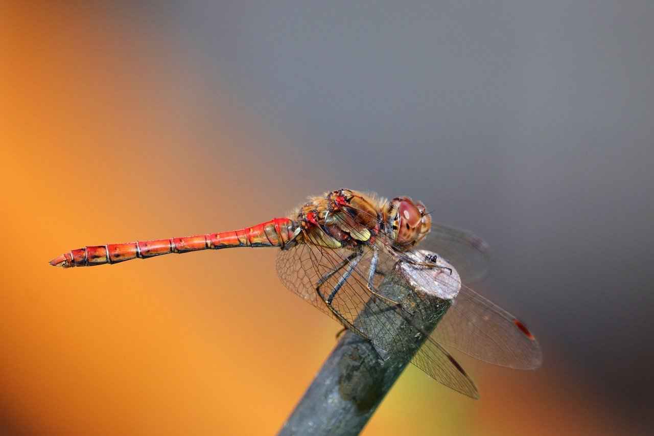 Boşanma Süreci ve Yasal Gereklilikler