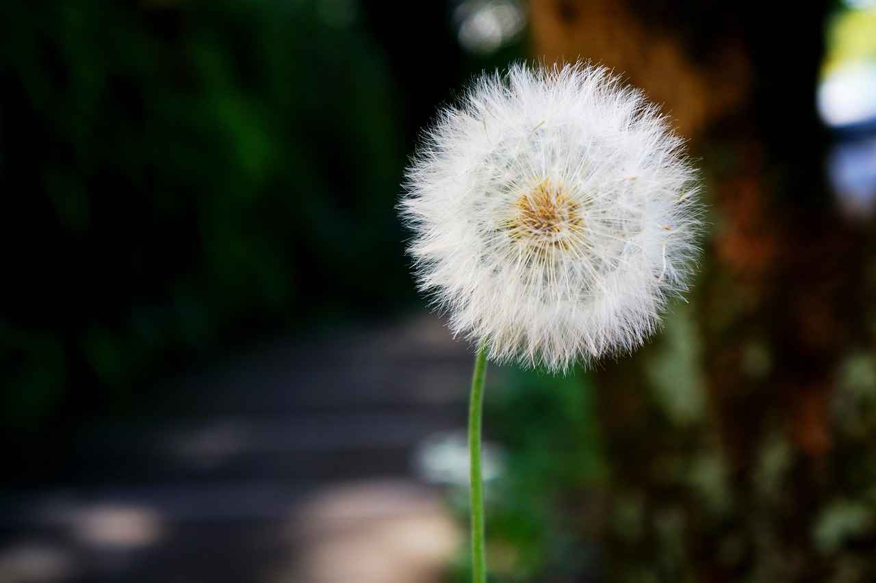[Danimarka'nın Geleneksel Hediyelik Eşyaları]