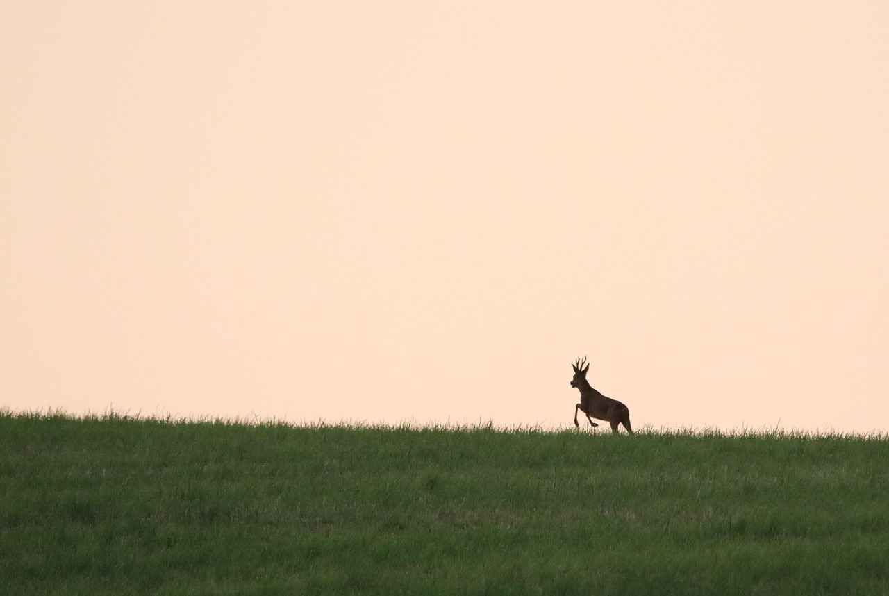 Çeşitlilik ve Kapsayıcılık