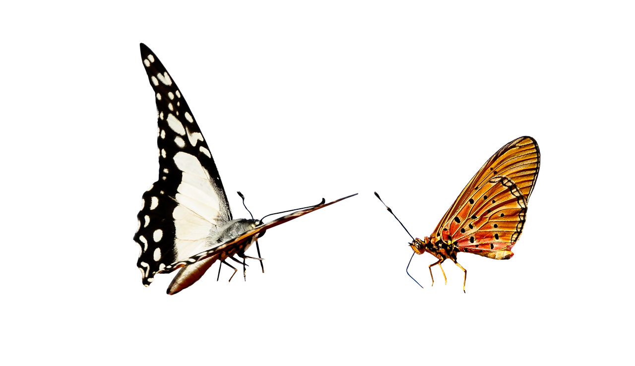 Danimarka’da Kültürel ve Sosyal Farklılıklar: Nasıl Entegre Olursunuz? Danimarka'da Kültürel ve Sosyal Farklılıklar: Nasıl Entegre Olursunuz?