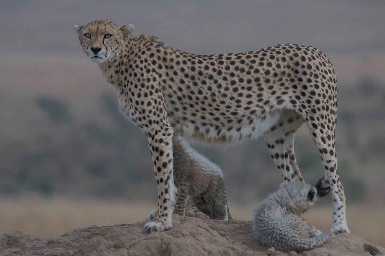 [Popüler Lisans Bölümleri]