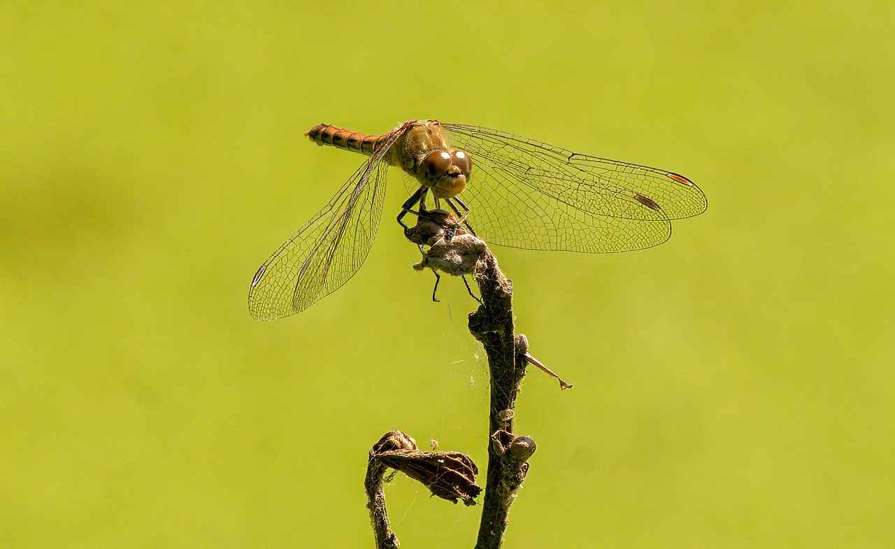 [Başvuru Gereksinimleri]