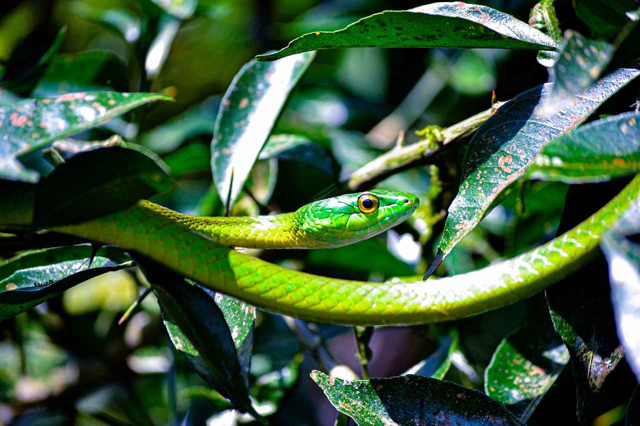 Danimarka Eğitim Sistemi ve Yapısı