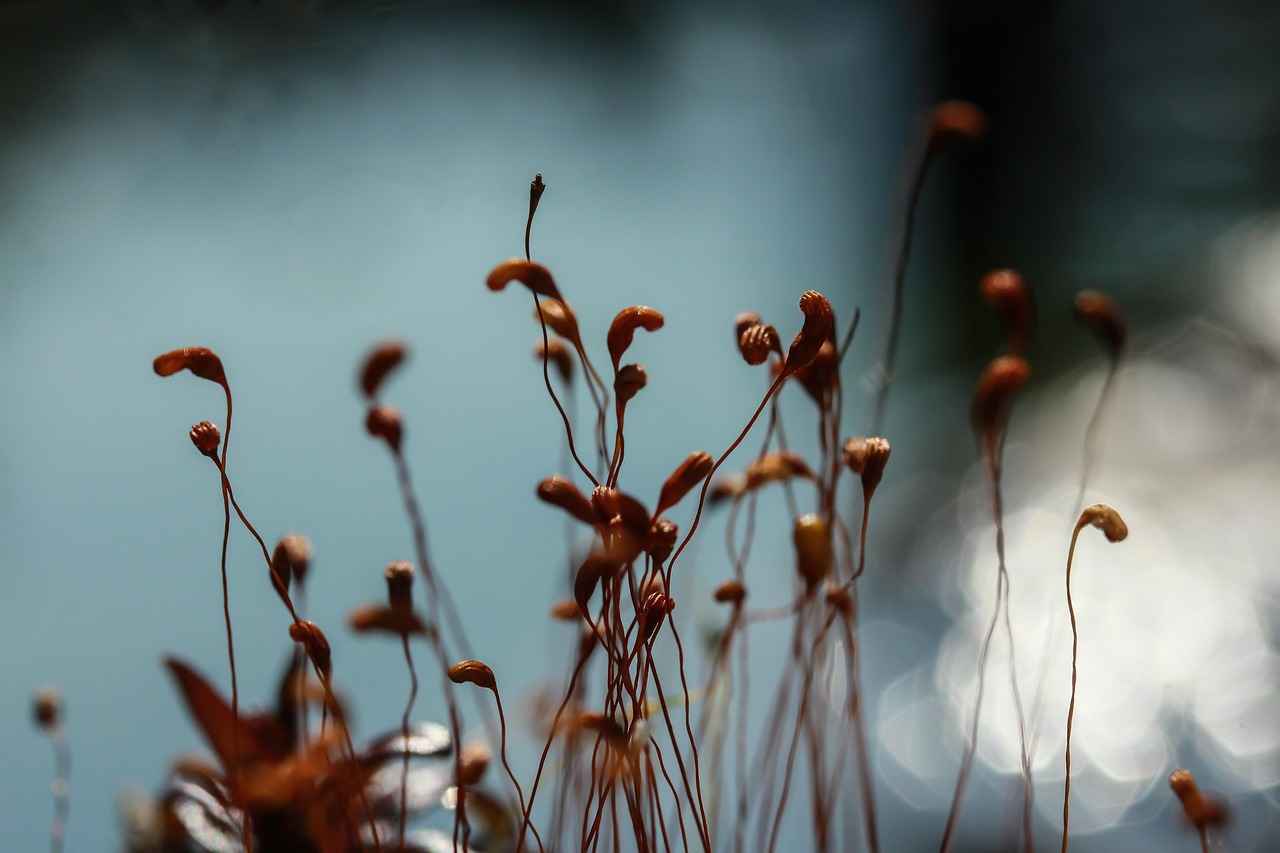 Danimarka’da Okul Seçimi Yaparken Göz Önünde Bulundurmanız Gerekenler 4 Okulun Sosyal İmkanları