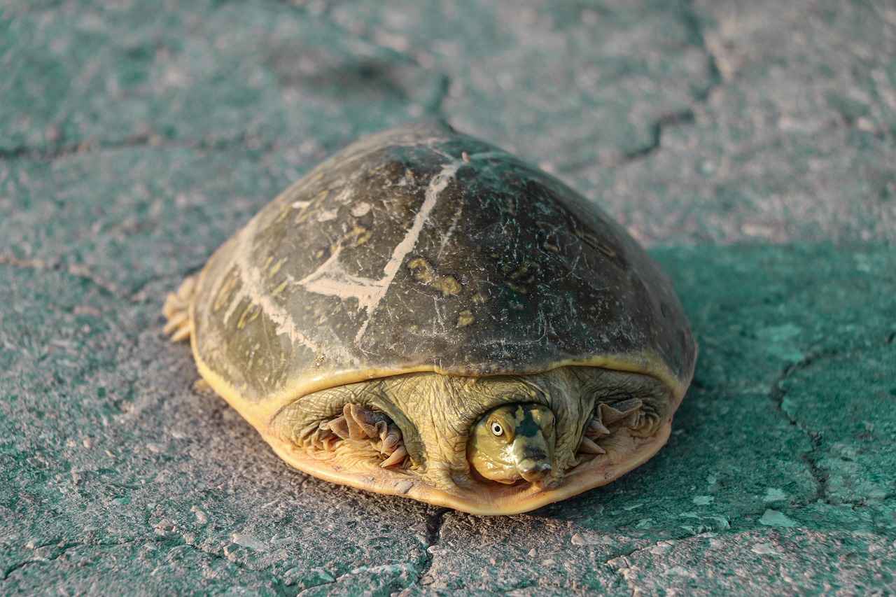 Kültürel Entegrasyonun Önemi