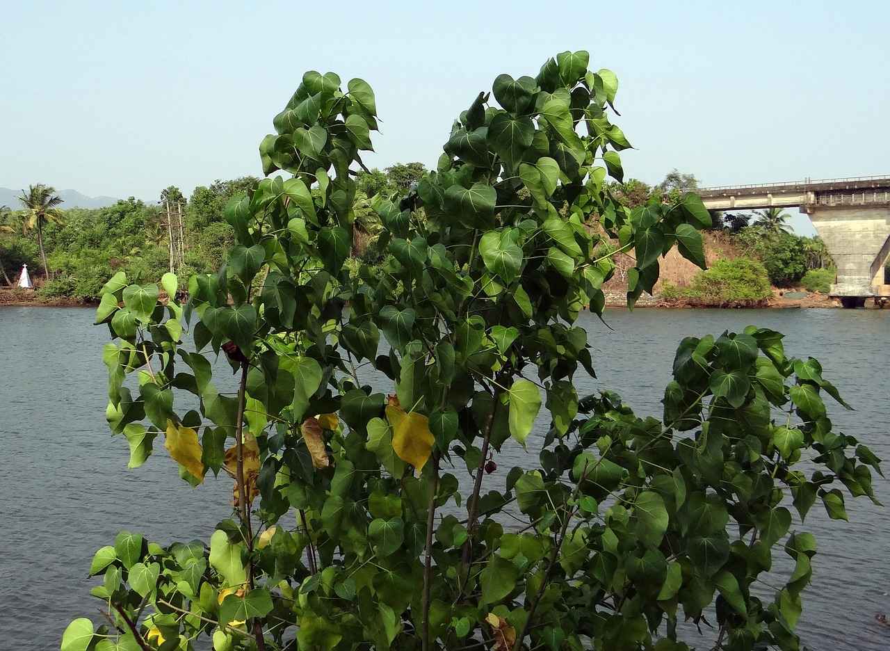 Danimarka'nın Para Birimi: Kron