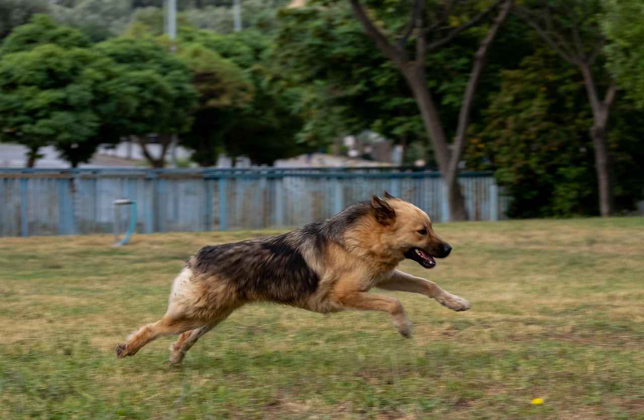 Danimarka’da Popüler Yemekler: Ne Yemeli, Nerede Yemeli? 6 6. Danimarka Peynirleri: Lezzetli ve Çeşitli Seçenekler