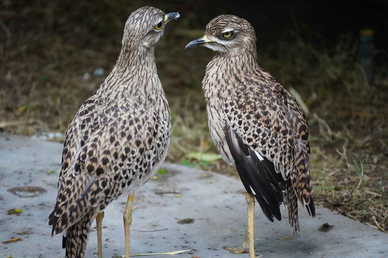 Danimarka’da Sağlık Sistemine Katılım İçin Gerekli İpuçları 3 Sağlık Hizmetlerine Erişim