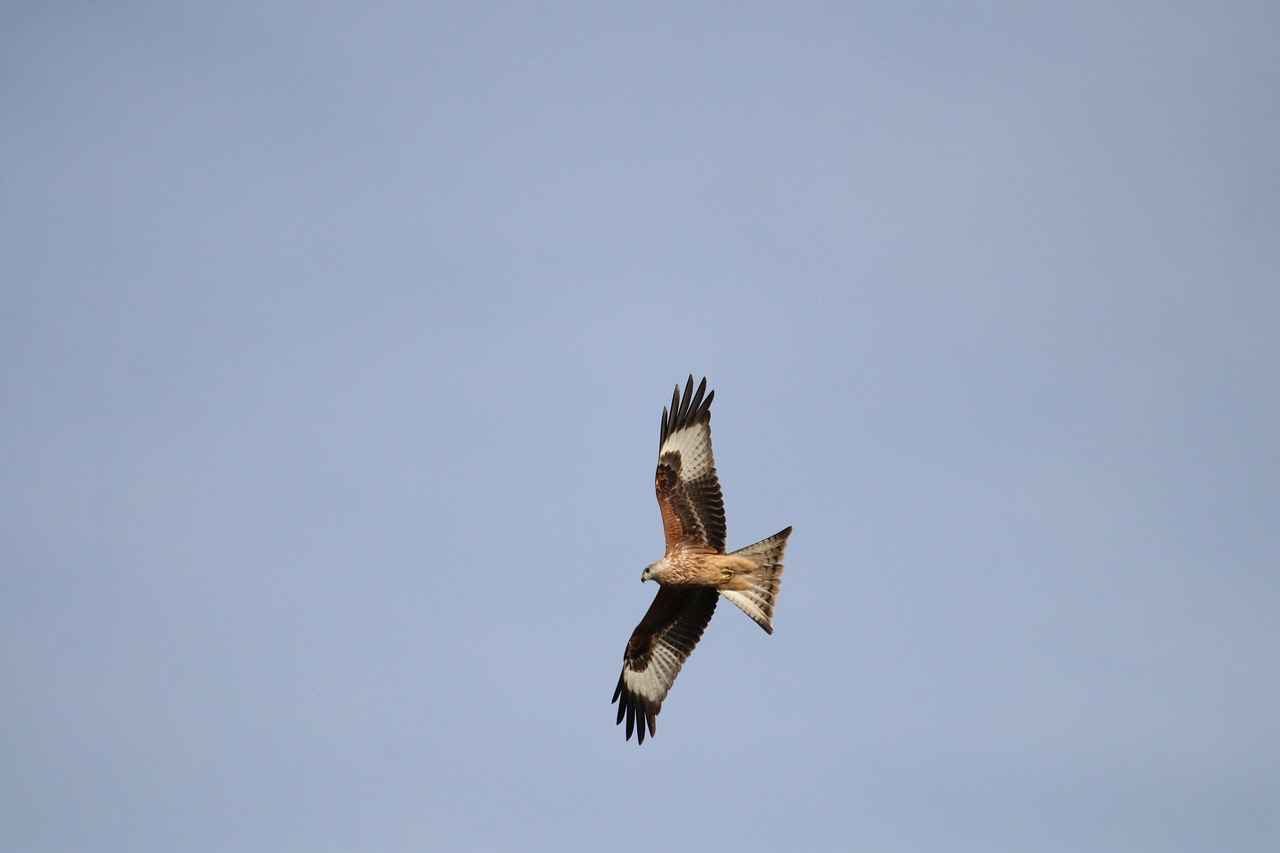 Danimarka Sosyal Sigorta Sistemi Nedir?