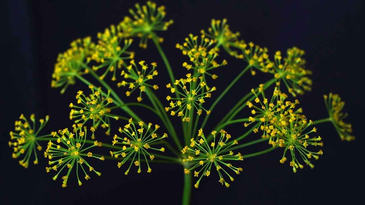 Danimarka’da Türkçe Dilinin Korunması ve Geliştirilmesi 1 Danimarka'da Türkçe'nin Tarihçesi