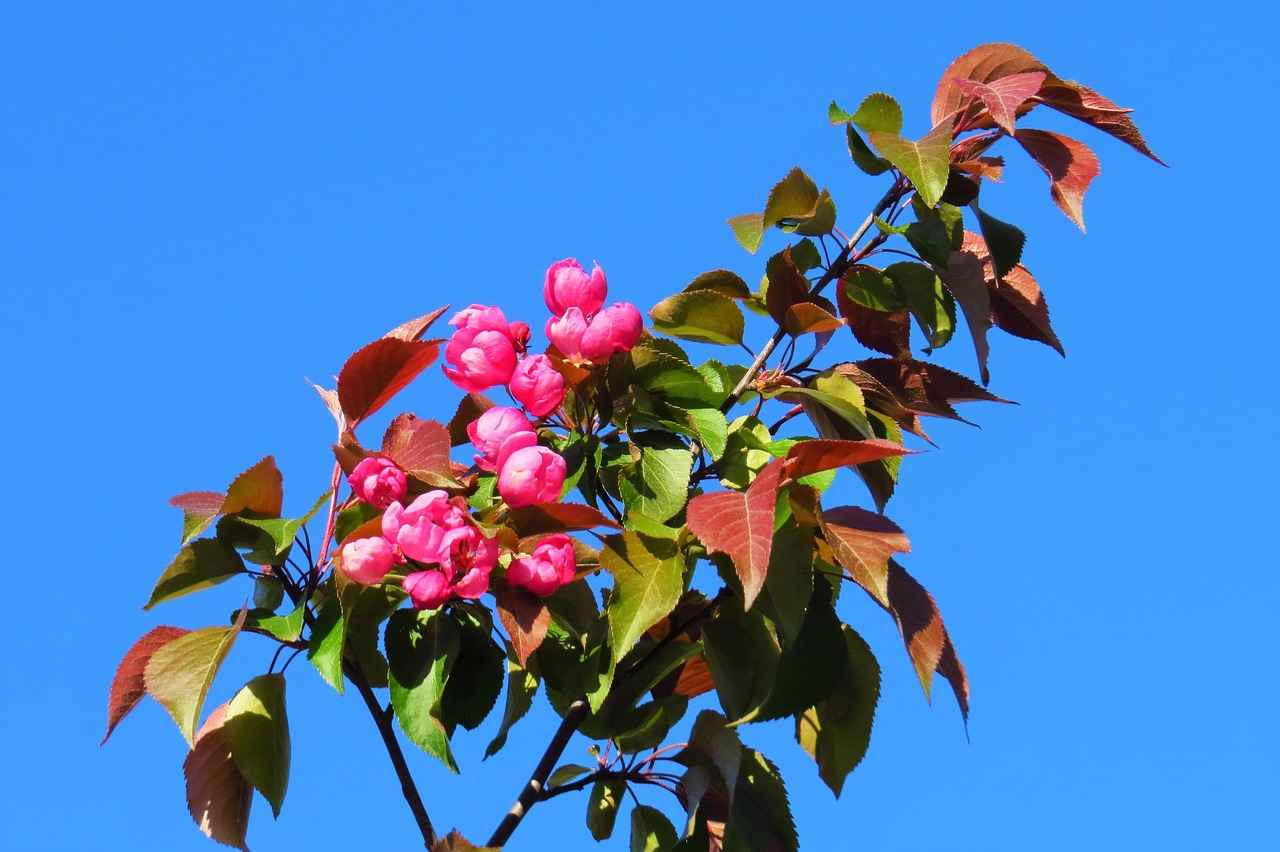 [Türkçe Eğitim Programlarının Önemi]