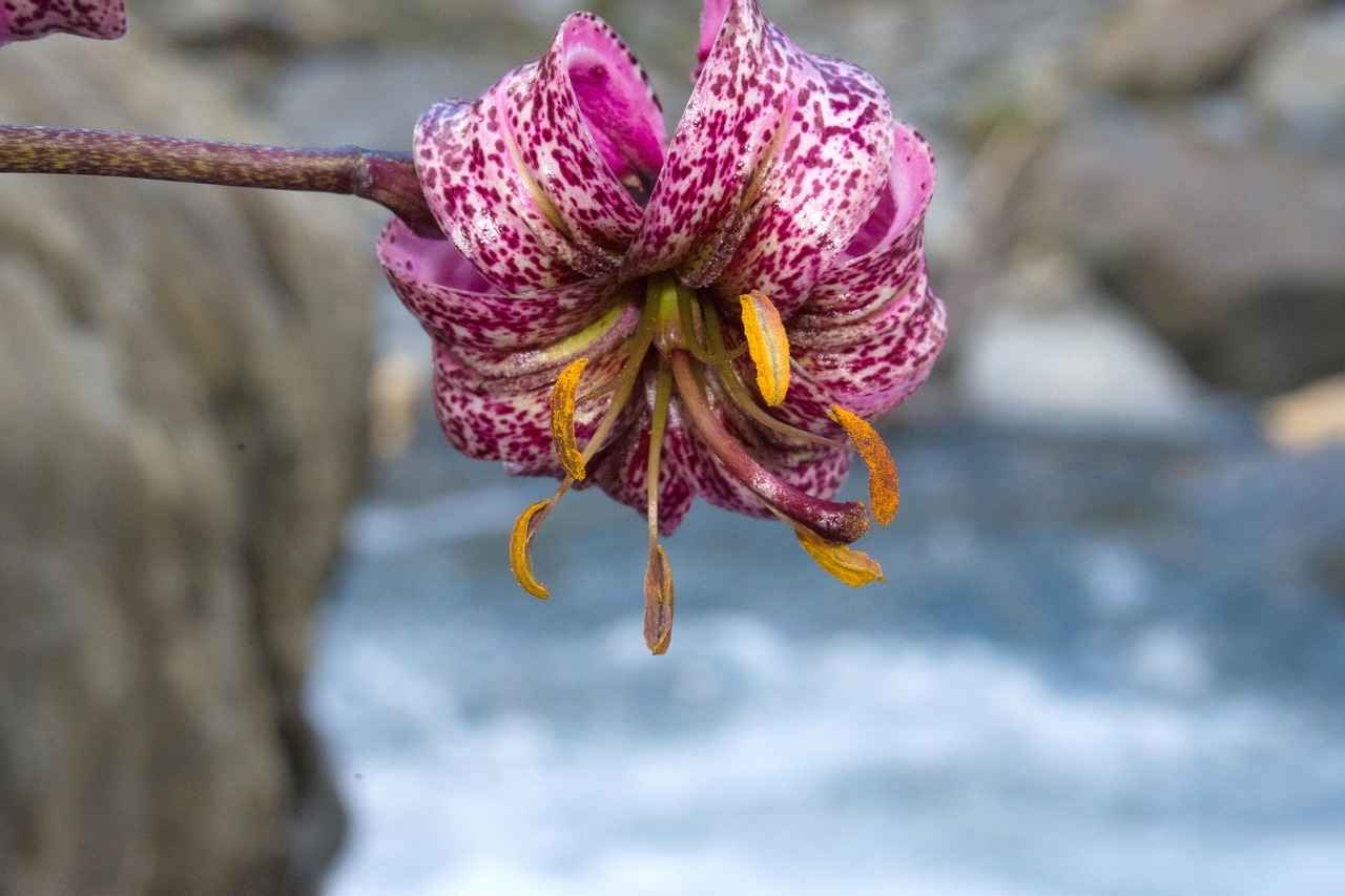 Danimarka’da Türkçe Konuşanlar İçin Sosyal Etkinlikler ve Dernekler 1 Danimarka'da Türk Dernekleri