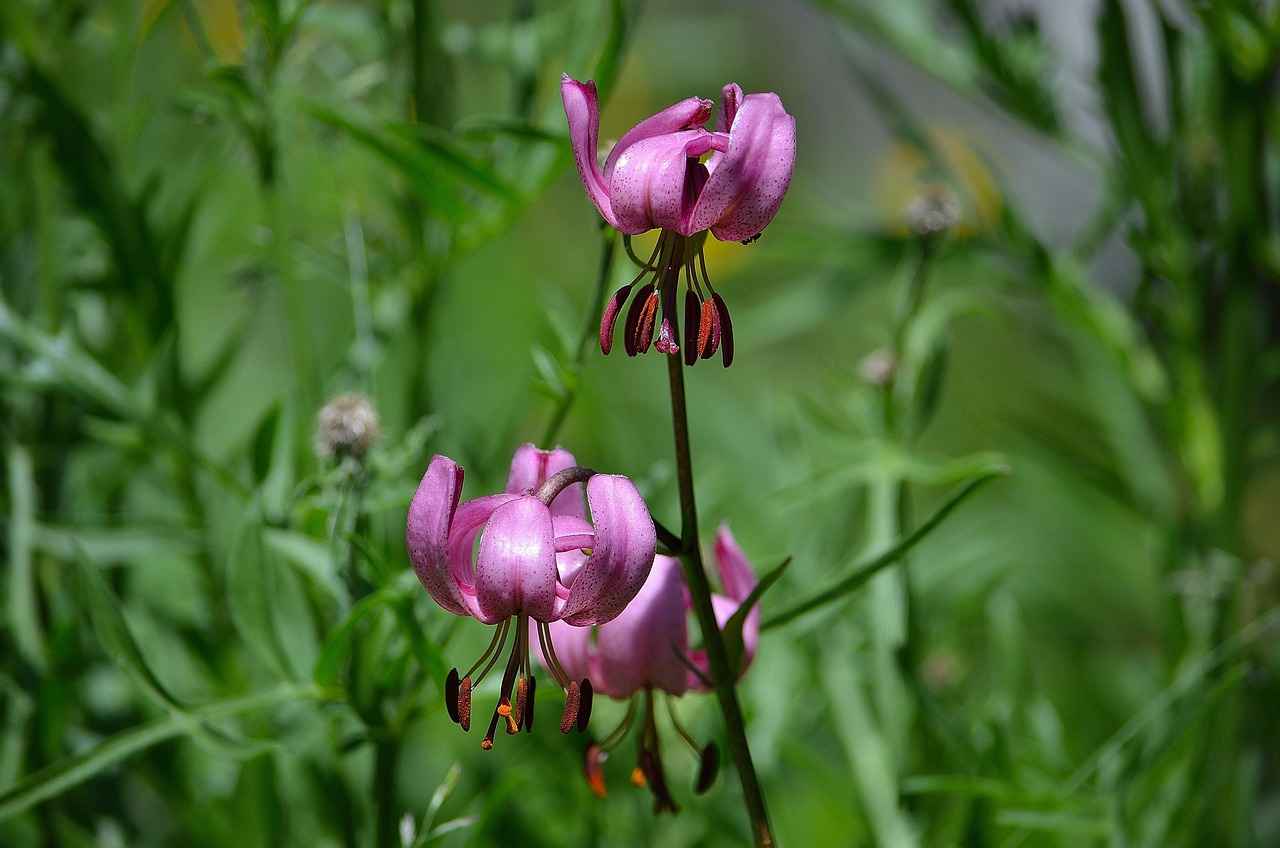 Danimarka’da Türkler İçin Sağlık Hizmetleri ve Sigorta 2 Türkler İçin Sağlık Hizmetlerine Erişim