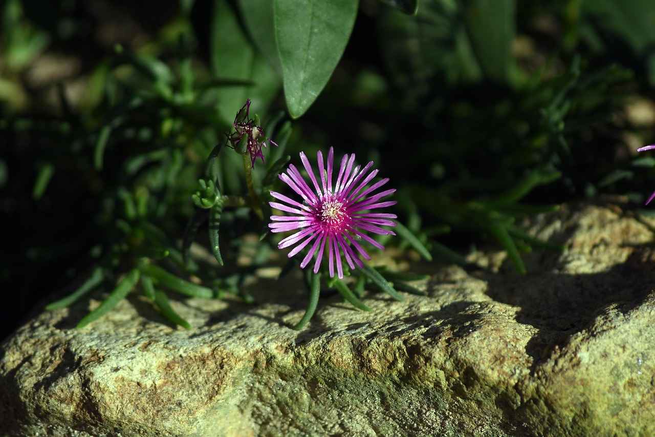 Türk İş Gücünün Danimarka Pazarındaki Yeri