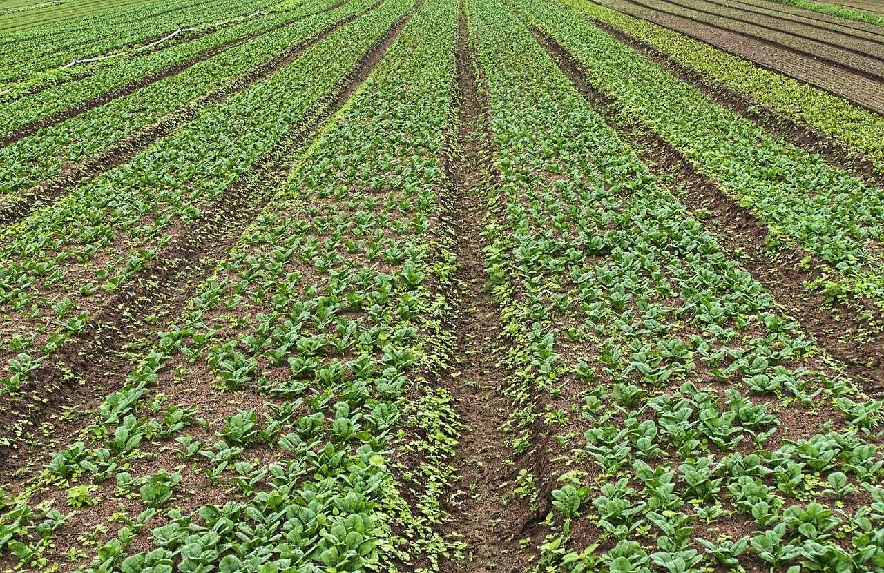 [Ekonomik Entegrasyon]