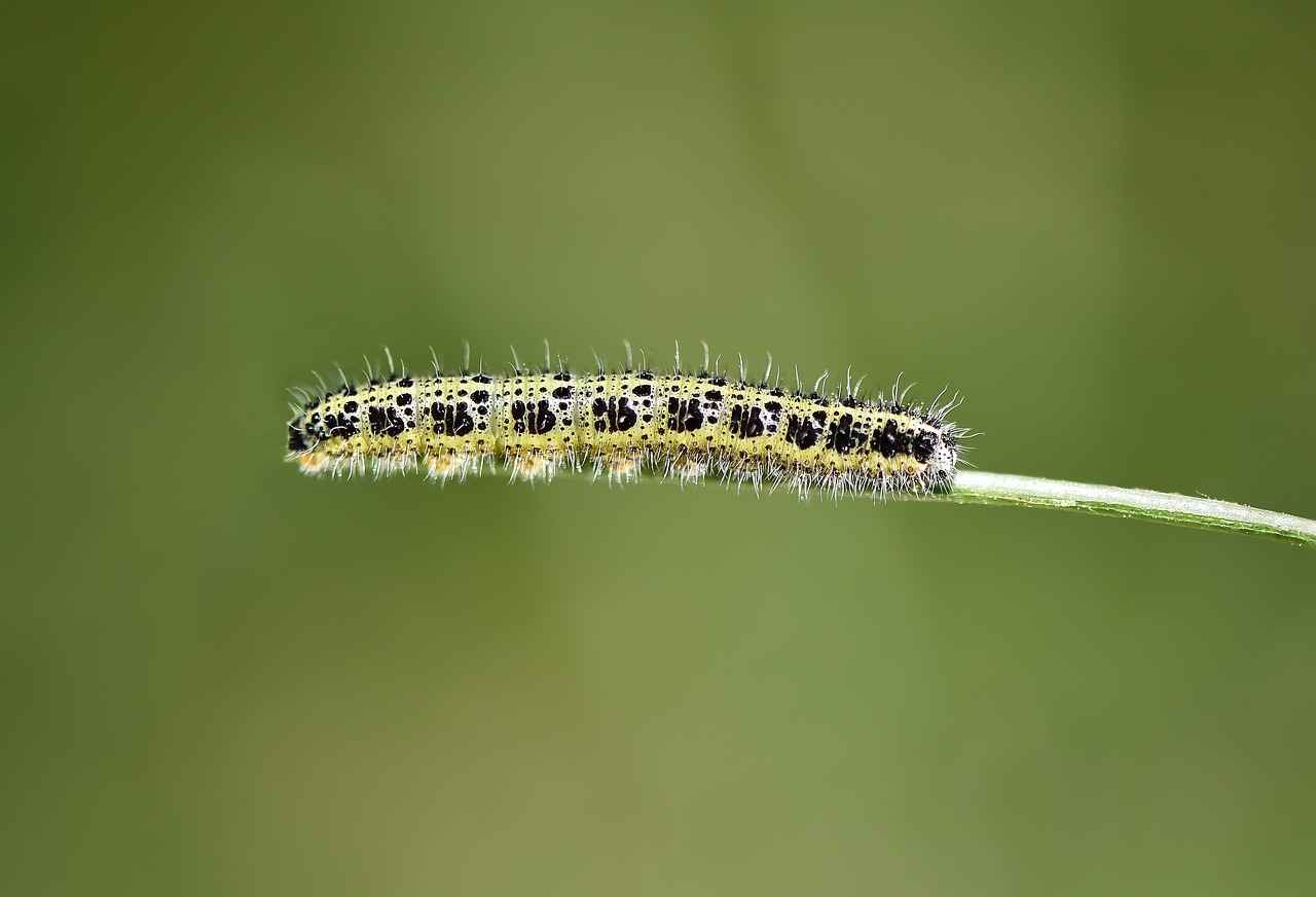 Danimarka’daki En İyi Doğal Parklar ve Yürüyüş Rotaları 5 Doğa Yürüyüşü İçin İpuçları