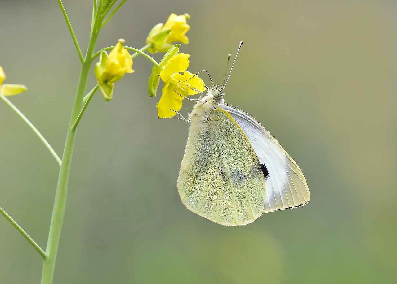 Danimarka’daki En İyi Doğal Parklar ve Yürüyüş Rotaları 3 Danmark'ın Tarihi Parkları