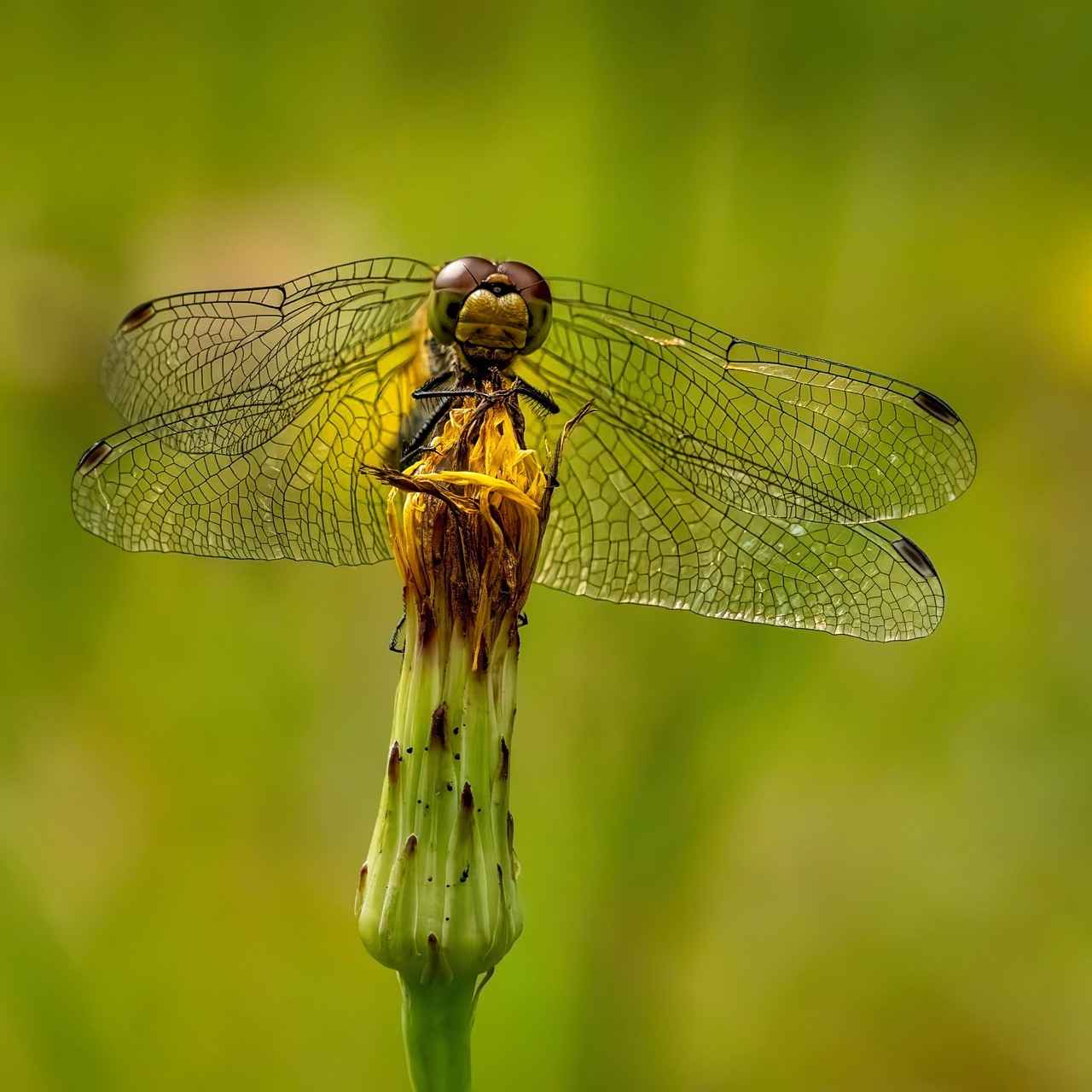 Aile Yapısı ve Dinamikleri