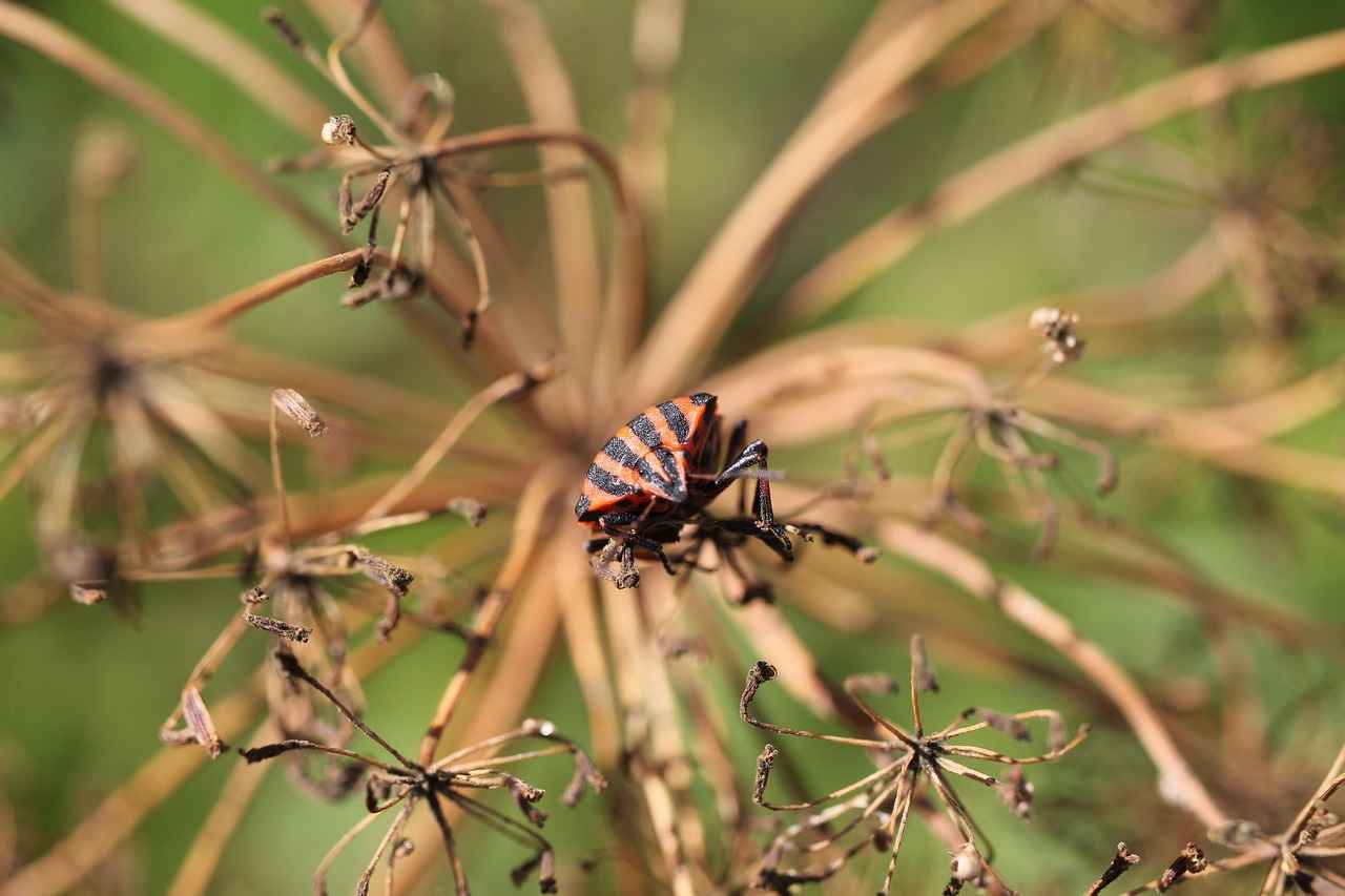 Danimarka’daki Türkler İçin Dil Öğrenme İpuçları 4 Dil Öğreniminde Motivasyonun Rolü