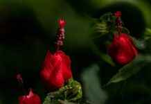 Danimarka’daki Türkler İçin Sosyal Yardım ve Destek Programları Danimarka’daki Türkler İçin Sosyal Yardım ve Destek Programları