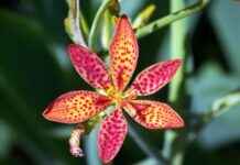 Danimarka’daki Türkler İçin Sosyal Yaşam: Zorluklar ve Fırsatlar Danimarka'daki Türkler İçin Sosyal Yaşam: Zorluklar ve Fırsatlar