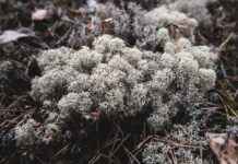 Danimarka’daki Türklerin Başarı Hikayeleri: İş Dünyasında Öne Çıkan İsimler Danimarka’daki Türklerin Başarı Hikayeleri: İş Dünyasında Öne Çıkan İsimler