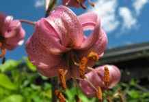 Danimarka’daki Türklerin Yaşadığı Şehirler ve Mahalleler Danimarka’daki Türklerin Yaşadığı Şehirler ve Mahalleler